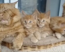 Katzenfamilie. Quelle: Screenshot YouTube