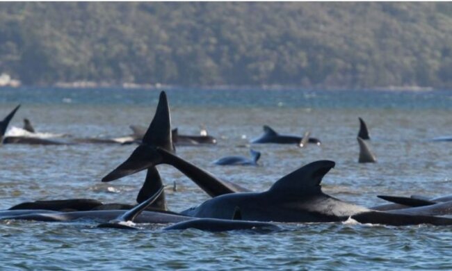 90 Wale verschwanden in der Nähe von Tasmanien, Einzelheiten