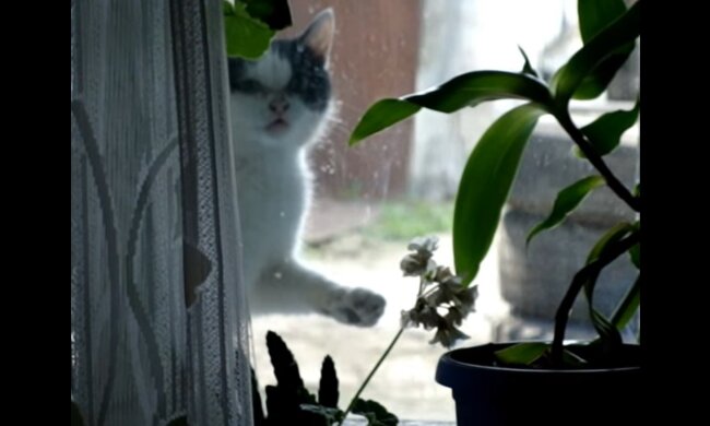 Eine streunende Katze kam an das Fenster eines Fremden und bat darum, ins Haus zu kommen