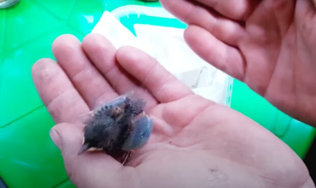 "Außergewöhnlicher Vogel": Eine Frau fand ein schwaches Küken auf der Straße und nahm es mit nach Hause