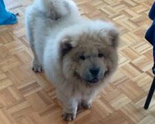 Chow Chow. Quelle: Screenshot Youtube