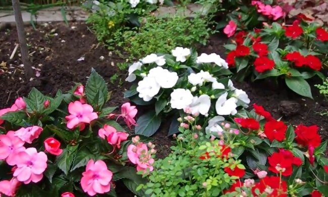 Blumen im Garten. Quelle: Youtube Screenshot