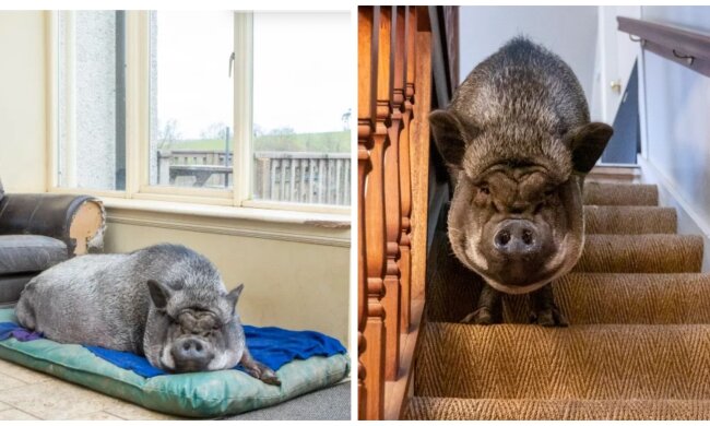 Francisco . Quelle: Screenshot