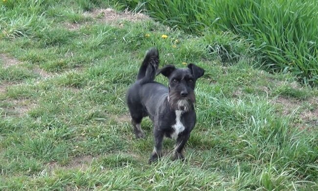 Hund. Quelle: Screenshot