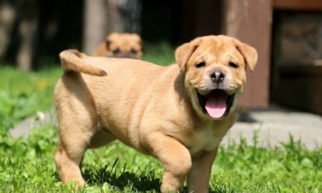 Echte Freundschaft: Ein gutherziger Hund hat die Freundin im Stich nicht gelassen