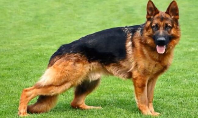 Der Schäferhund. Quelle: Screenshot YouTube