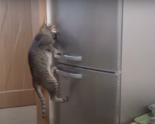 Katze im Kühlschrank. Quelle: Screenshot YouTube