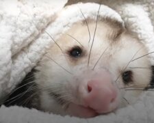"Zu niedlich": Opossum hat ein Loch im Haus ausgekaut und wurde der Freund der Besitzerin