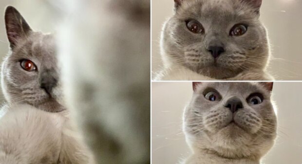 Unerwartete Popularität: wie eine Katze ein Foto von sich selbst machte und berühmt wurde