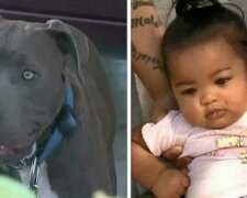 Pitbull packte das Baby und zog. Der Besitzer des Hundes weiß immer noch nicht, wie er dem Hund danken soll