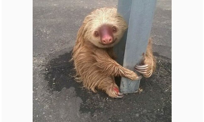 "Mit aller Kraft eine Eisenstange umklammern": Ein Polizist rettete ein verängstigtes Faultier