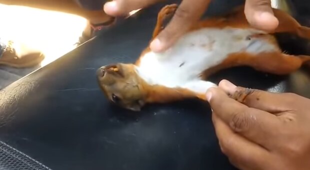 Ein kleines Eichhörnchen. Quelle: Youtube Screenshot