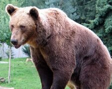 Ein Bär fing eine Krähe in einem Teich, aber nicht um sie zu fressen