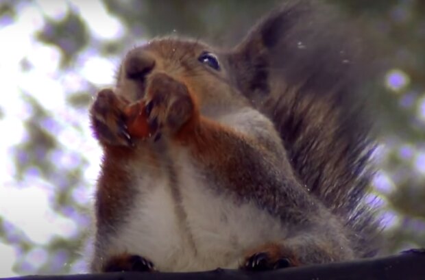 Eichhörnchen. Quelle: Screenshot YouTube