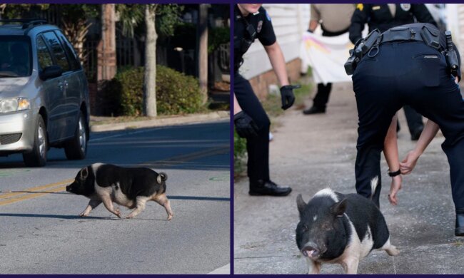 Fliehendes Schwein. Quelle: Screenshot