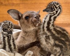 Pelzige Freunde: Wie Strauße und ein Känguru Zeit zusammen verbringen