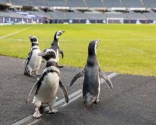 Pinguine im Fußballstadion. Quelle: wi-fi.com