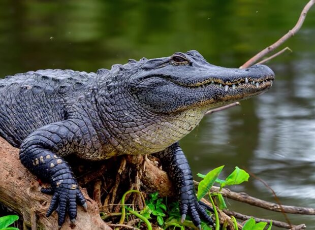 Alligator. Quelle: Screenshot Youtube
