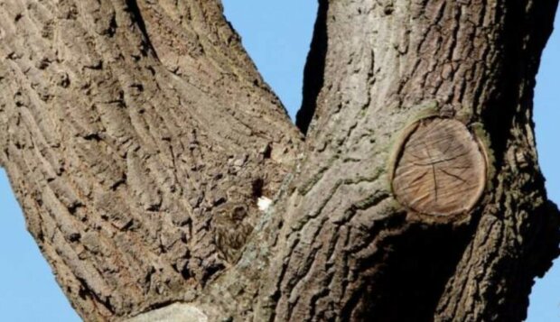 Eine Eule sitzt auf diesem Baum, aber viele Menschen denken, dass es unmöglich ist, sie zu finden
