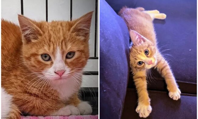 Kätzchen Toby. Quelle: Screenshot Youtube