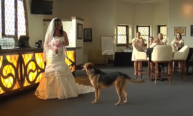 Eine Hochzeit mit Hunden. Quelle: Youtube Screenshot