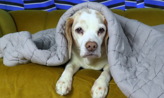 Warum ein Hund mir bei der Mieterauswahl wichtig war. Quelle: Youtube Screenshot