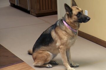Schäferhund. Quelle: YouTube Screenshot