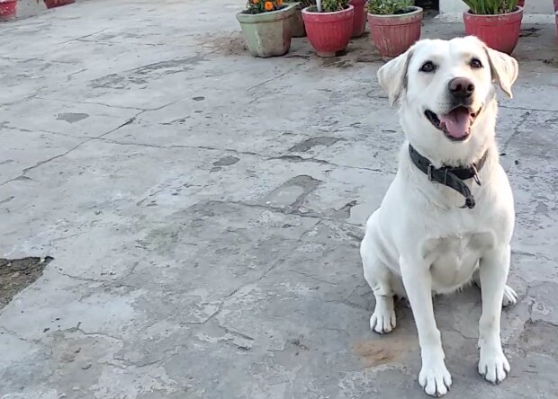 Neuer Mitbewohner: Ein gutmütiger Hund brachte seinen lustigen Freund mit nach Hause