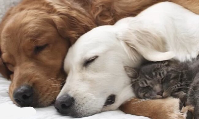 Gegenseitige Verständnis und Liebe. Quelle: Screenshot YouTube