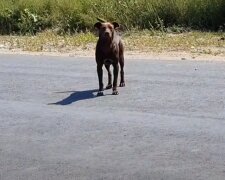 Streunender Hund. Quelle: Screenshot YouTube
