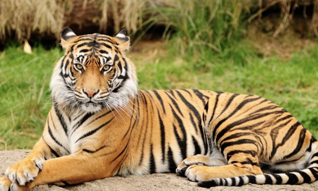 Tigerin. Quelle: Screenshot YouTube