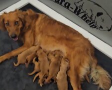 Tierisches Wunder. Quelle: Youtube Screenshot