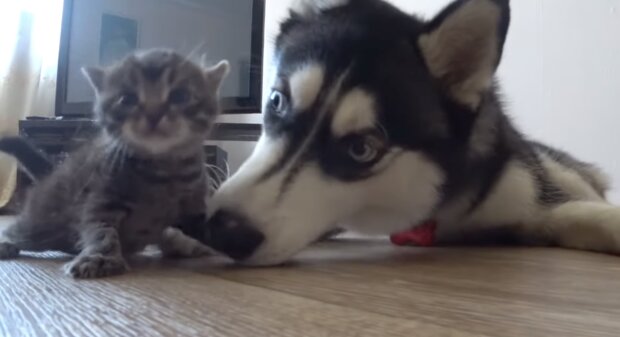 Husky und Kätzchen. Quelle: Screenshot YouTube