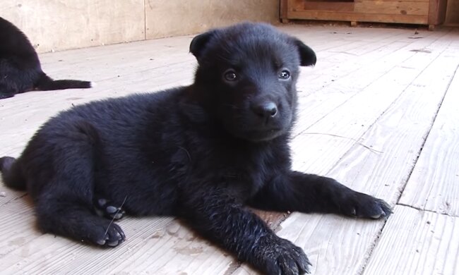 Ladenbesitzer fütterte einen streunenden Hund, und am nächsten Tag konnte er nicht anders als lachen, als er die Szene vor der Tür sah