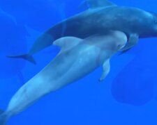 Wal und Delfin. Quelle: YouTube Screenshot