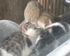 Katze brachte ihre Kätzchen zu den Menschen. Quelle: Screenshot Youtube