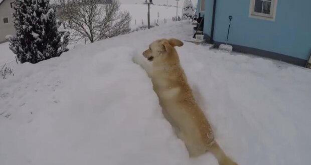 Die Besitzerin erfüllte das Versprechen, das sie dem Hund gegeben hatte, der die Welt verließ