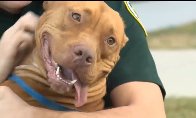 Der Hund weigert sich, seinen schwachen Freund im Stich zu lassen: dann kommt der Mensch zur Rettung