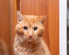 Eine traurige Katze näherte sich ständig dem Fenster und beobachtete wie Menschen leben: Einmal es hat sich alles geändert