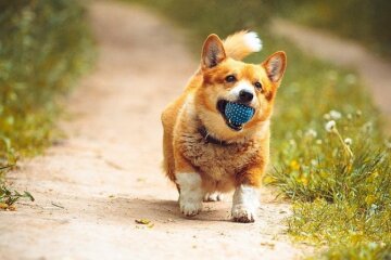 Wie ein Hund lebt, der trotz kurzer Beine bei der Polizei gedient hat