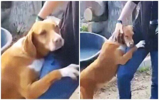 Hund aus dem Tierheim umarmte einen Reporter. Quelle: Screenshot Youtube