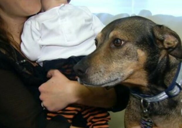 Die Familie nahm einen erwachsenen Hund aus dem Tierheim, nach einer Weile rettete er ihre Tochter