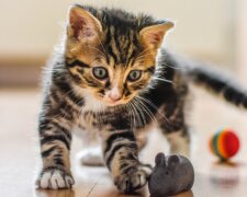 Es ist bekannt geworden, wie man eine Katze für gutes Benehmen loben muss