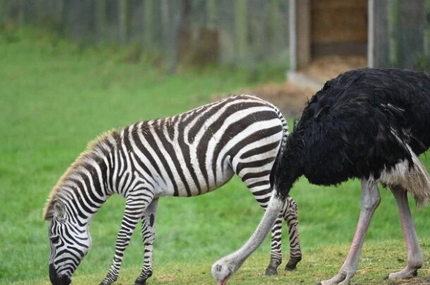 Der Strauß wird aus dem Safaripark "vertrieben", weil er sich für ein Zebra hält