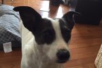 Rat Terrier. Quelle: Youtube Screenshot