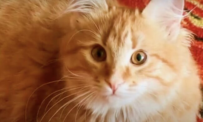 Rote Katze. Quelle: Screenshot YouTube