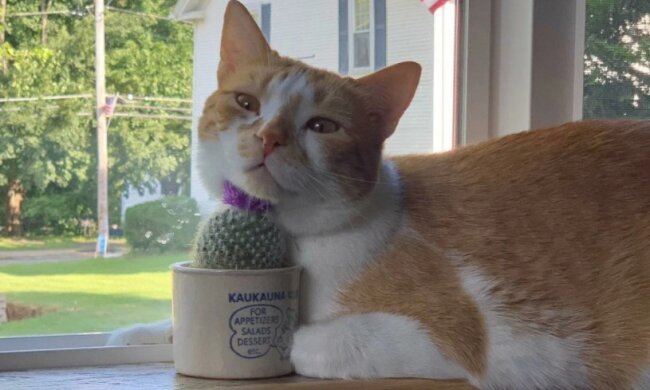 Der Mann hat eine Weise ausgedacht, seine Katze davon abzuerziehen, auf der Fensterbank zu sitzen, doch das Tier hat gezeigt, was es daran denkt