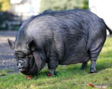 Rettungsaktion: ein zweihundert Kilogramm  schweres Schwein, das in einem britischen Haus lebte, wurde aus einem brennenden Haus evakuiert