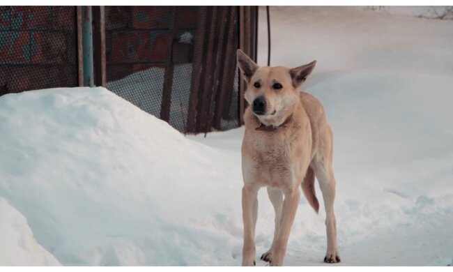 Hund. Quelle: Screenshot YouTube