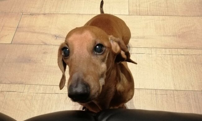 Der Hund Frank ist von seiner Besitzerin weggelaufen und mit dem Bus in einen Ferienort gefahren